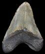 Huge, Megalodon Tooth - North Carolina #41610-2